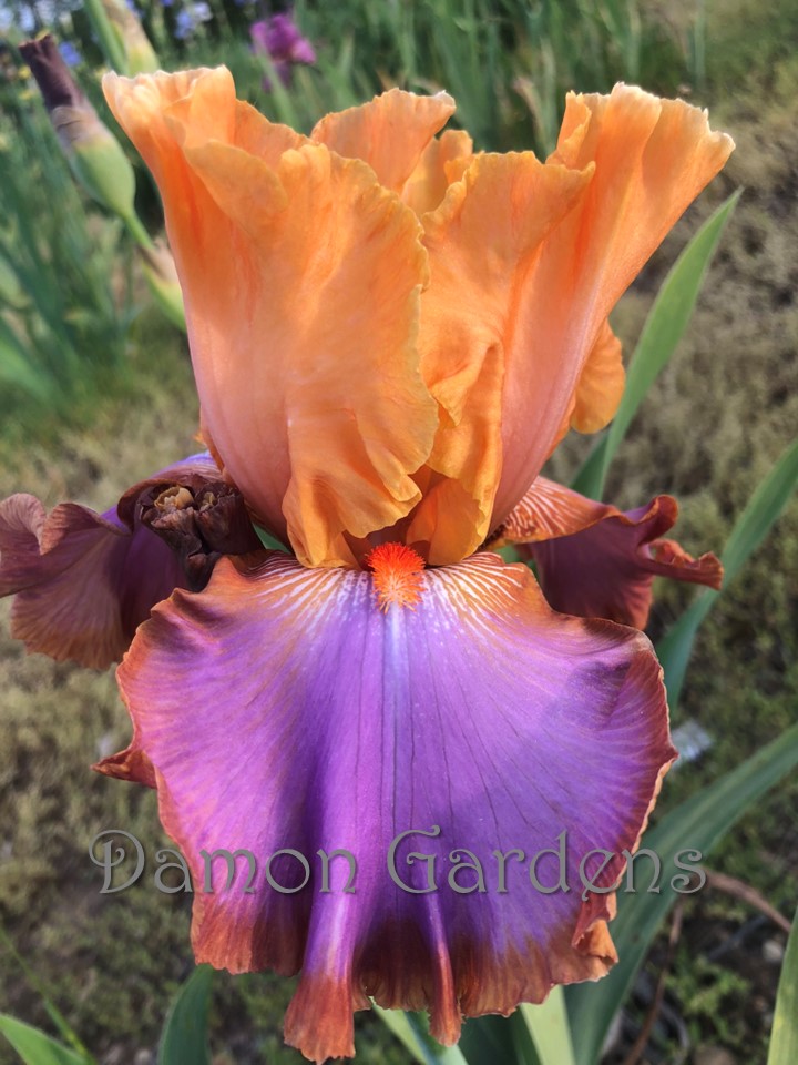 Iris Grand Canyon Sunset